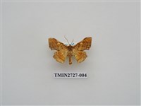 藏品(尺蛾282)的圖片